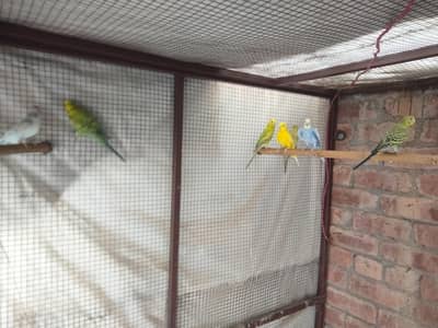Parrots