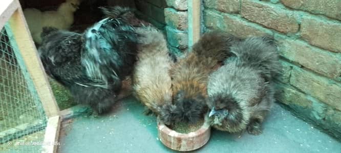 colour silkie Male