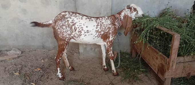40kg havey weight beautifull colour