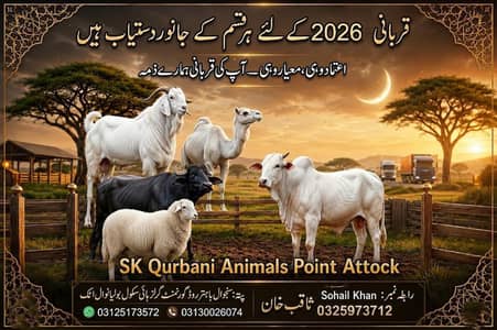 Camels/Bulls/Cows/qurbani camels/qurbani animals
