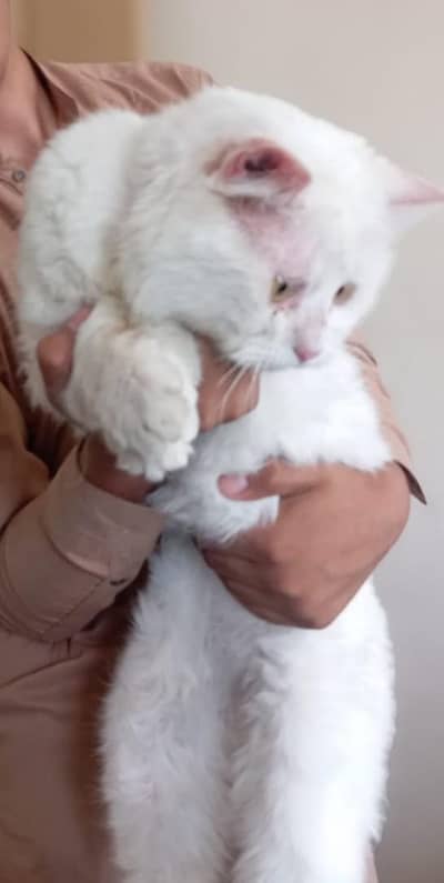 Persian