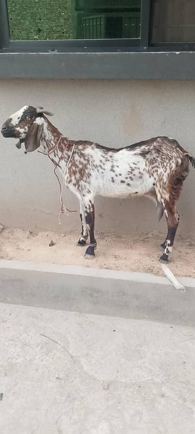 goats for sale