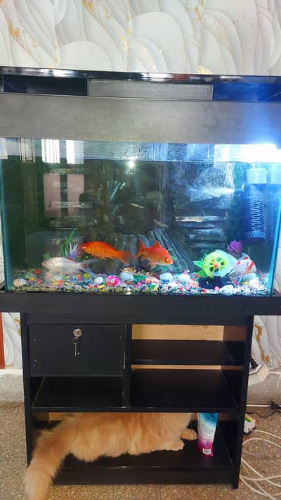 3D fish aquarium for sale  with fishes and table