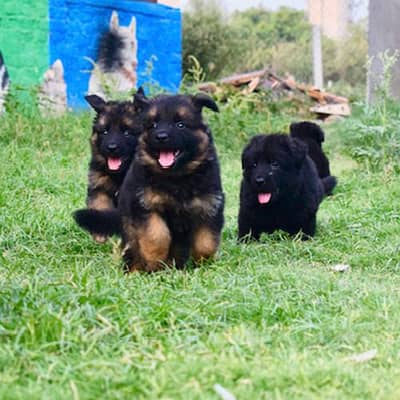 German shepherd puppies per pup price
