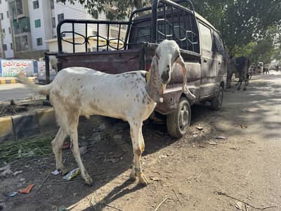 Bakre for sale 2 daant Meat weight 28 to 29 kg