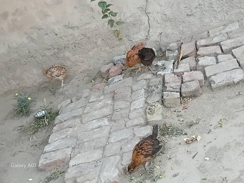 murgha available 0