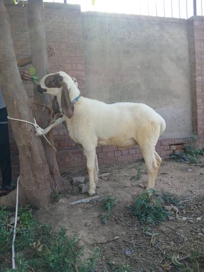 sheep for sale Qurbani 2026