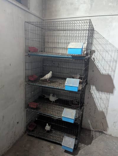 birds penjra