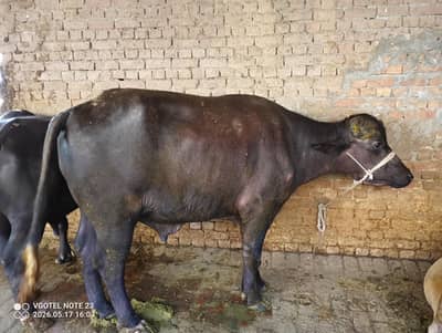 Qurbani Katta For Sale