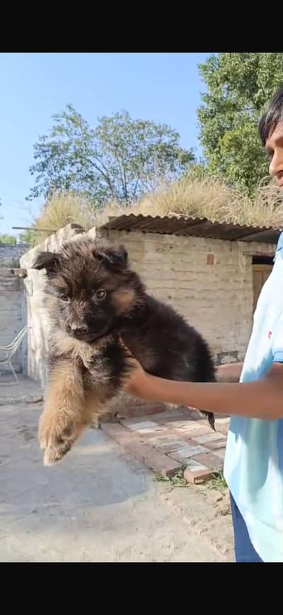 Sale adults and puppies
