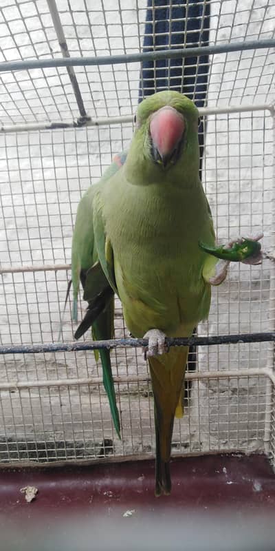 Parrot for sale