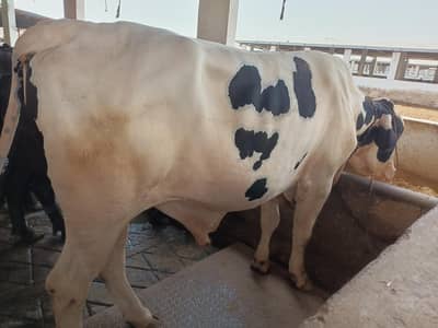 cross animal for qurbani
