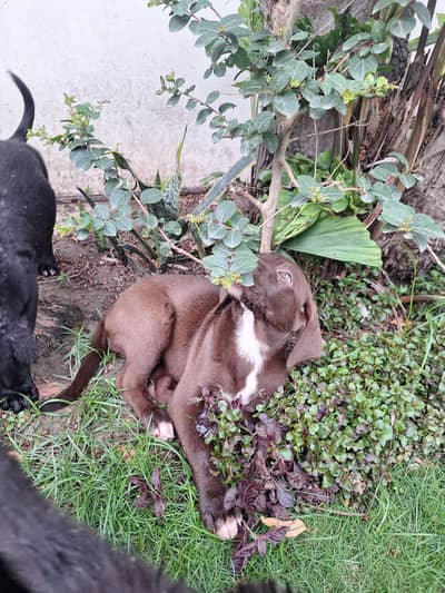 Adorable Labrador/Retriever Puppies Ready to Bring Joy & Companionship