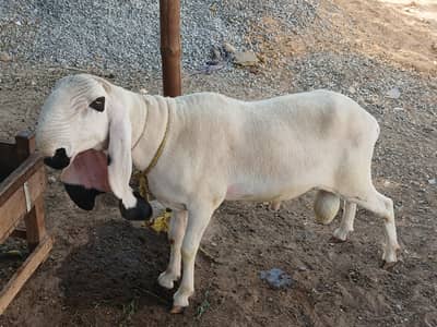 Pure kajla dumba sheep from sargodha ghar ka pala hoa