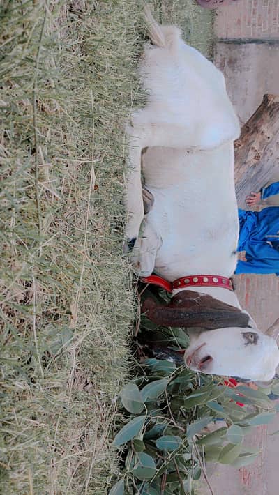 Qurbani goat