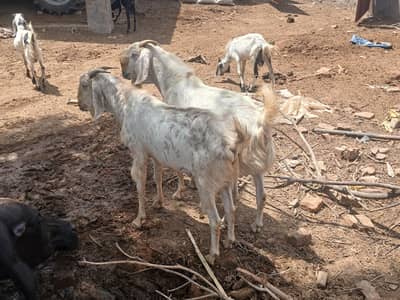 6 bakra for qurbani 3185461922