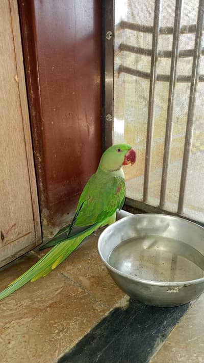 Healthy Parrot 