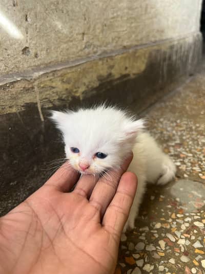 for sale kitten available