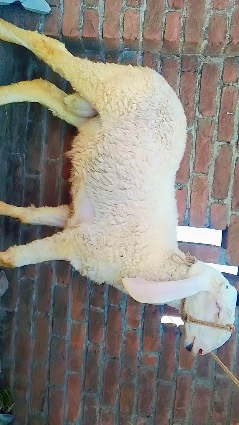 چھترہ 1