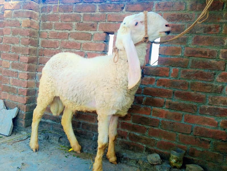 چھترہ 3