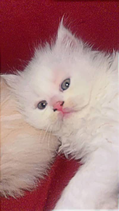 American breed 4 cats 1 male 3 female very good look cats  colorbule