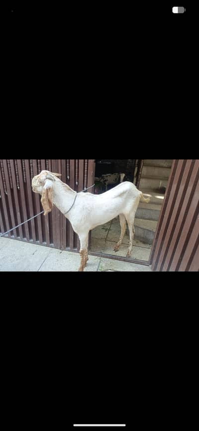 Bakra for sale/ Qurbani 2026