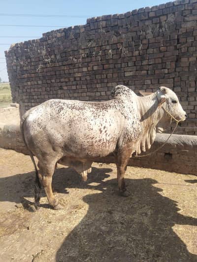 bull for sale
