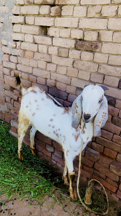 Bakra for sale Eid Qurban