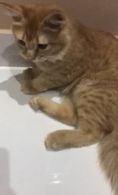 Kitten pair for adoption