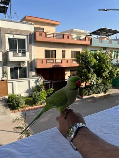Rose-ringed Parakeet