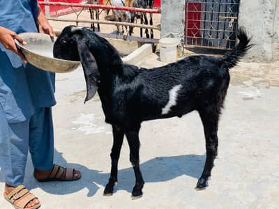 bakra goats 03039576668