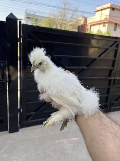 silkie chicks for sale