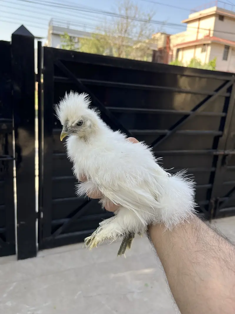 silkie and shamoo chicks for sale