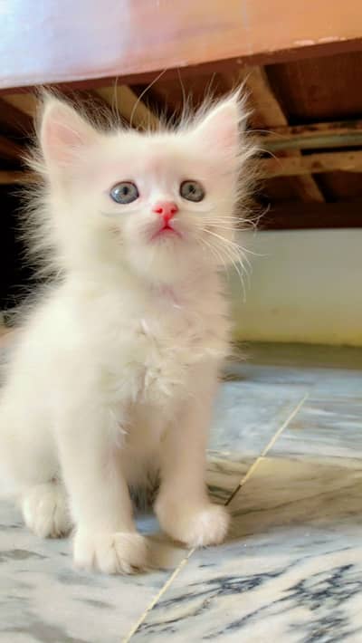 Persian kitten for sale