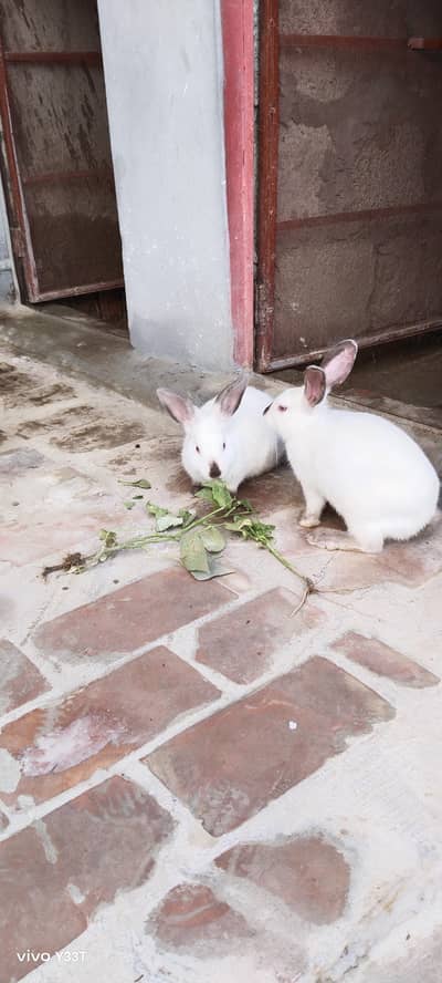 Pure Californian Rabbit Bunnies for sale(5kg parents breeds)
