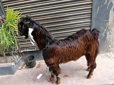 Nachi Bakra