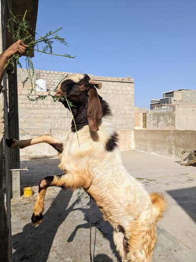 4 dant ka bakra 1 lac 50 hazar  for sale