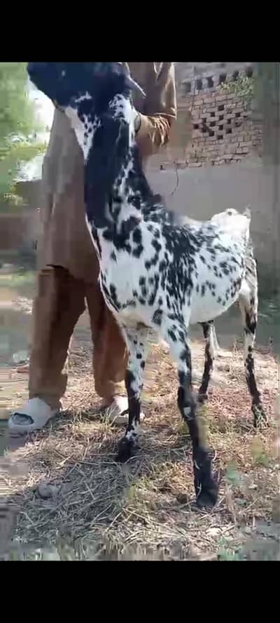black bakra