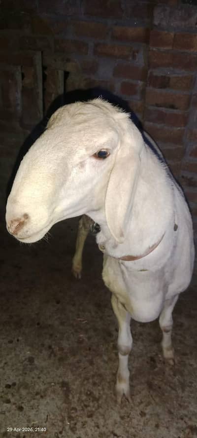 Talagangi White Dumba