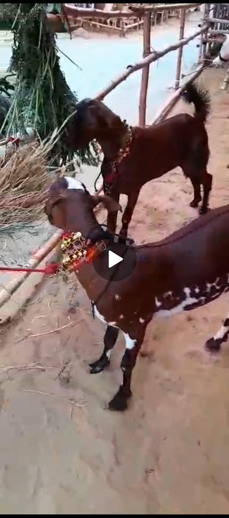 Bakra 2 dant 1