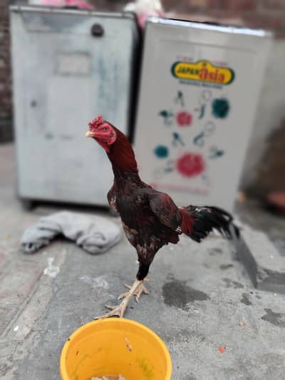 ASEEL LAKHA MIANWALI