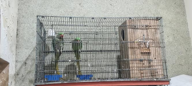 raw parrot hai 2year ka hai  pair