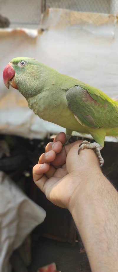 raw parrot full hand team hn hn bolta bi hn