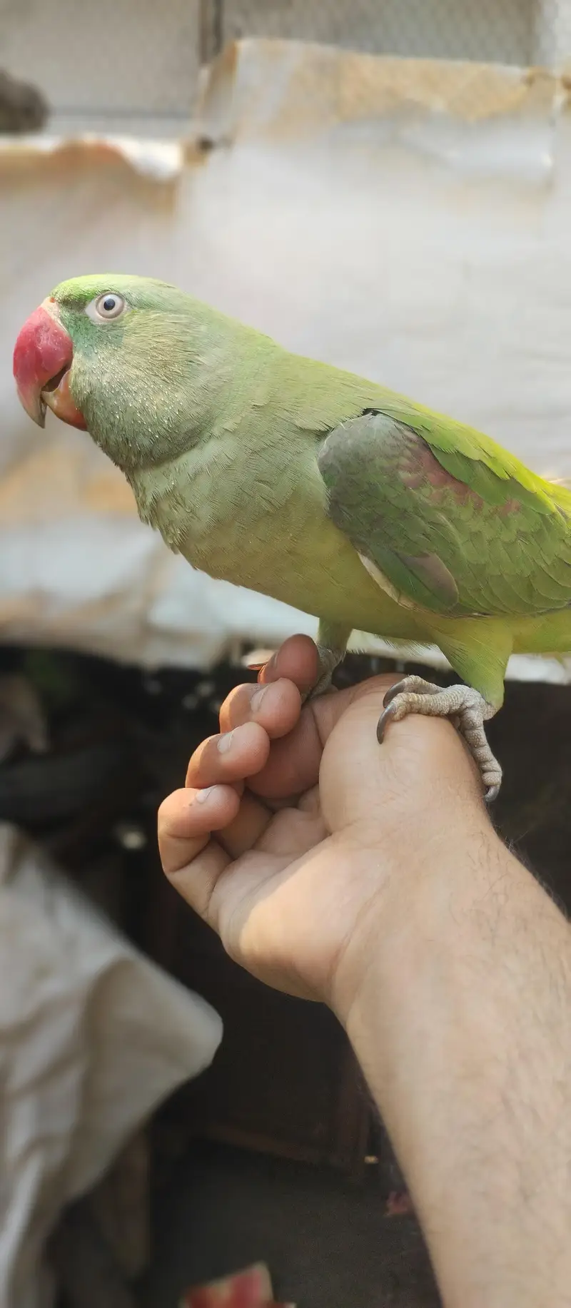raw parrot full hand team hn hn bolta bi hn