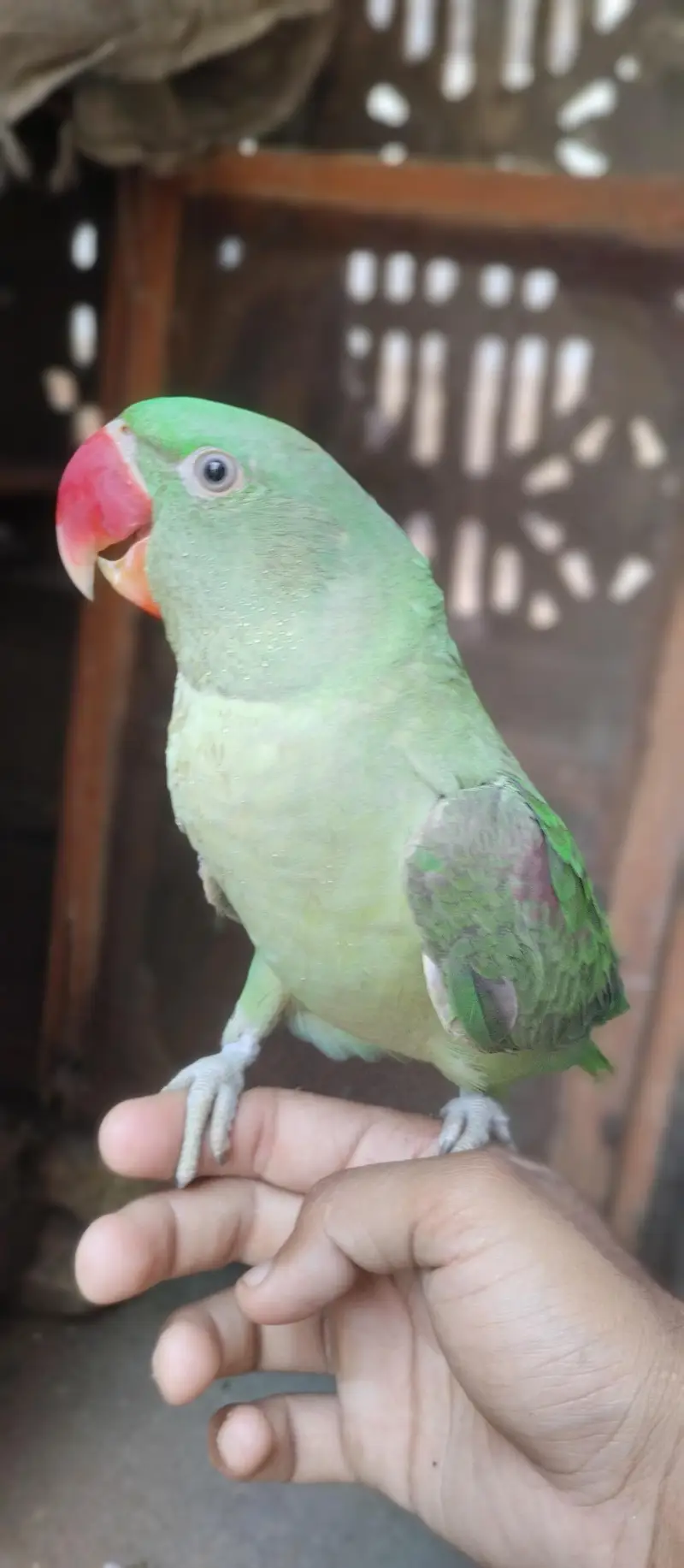 raw parrot full hand team hn hn bolta bi hn — photo 2