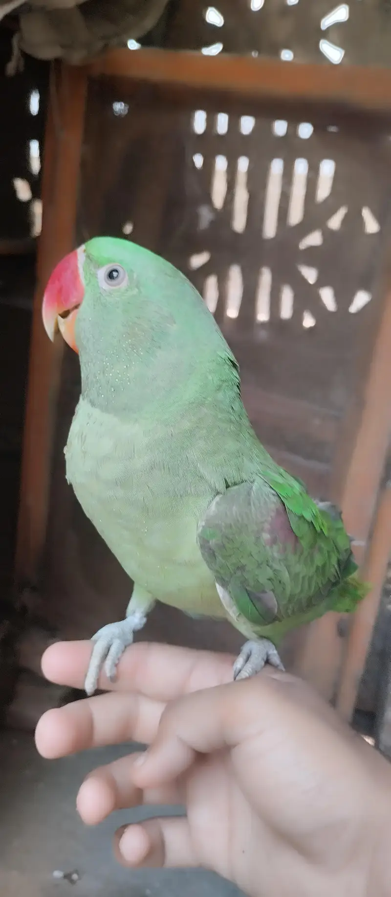 raw parrot full hand team hn hn bolta bi hn — photo 3