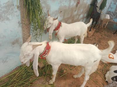 2dant khasi gulabi jori