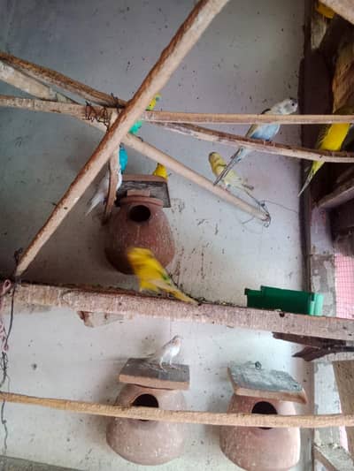 all brids healthy and active