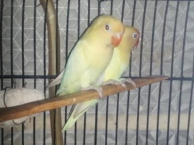 albino decino cremino