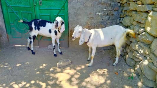 Qurbani ke bakreya for sale